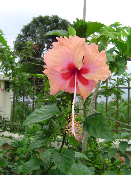 Beautiful Hibiscus
